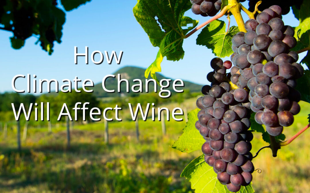 The Grapescape of the Future: How Climate Change Will Affect Wine