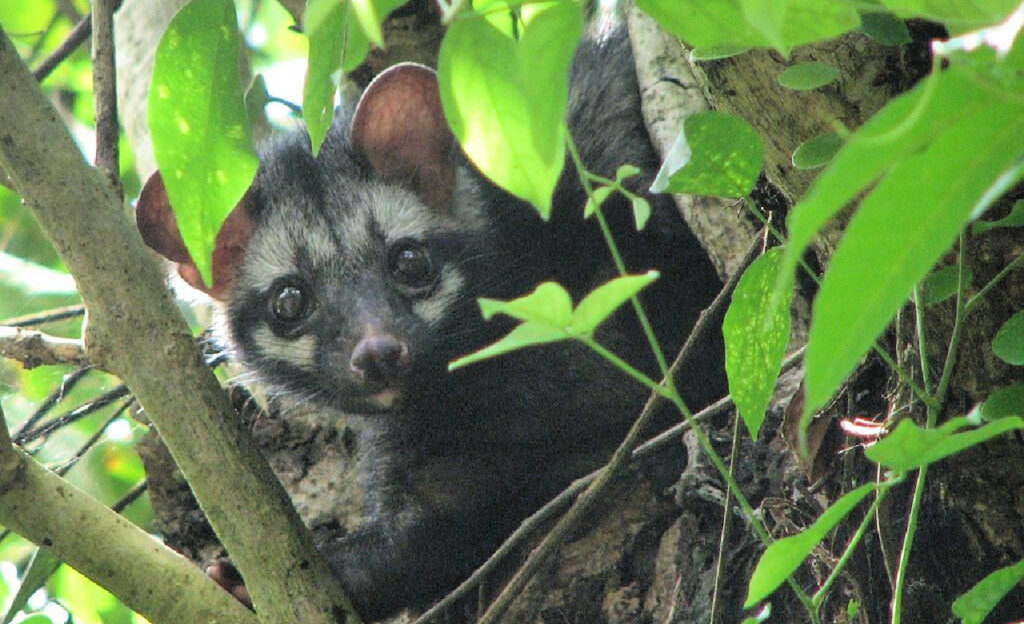 picture of palm civet in a tree