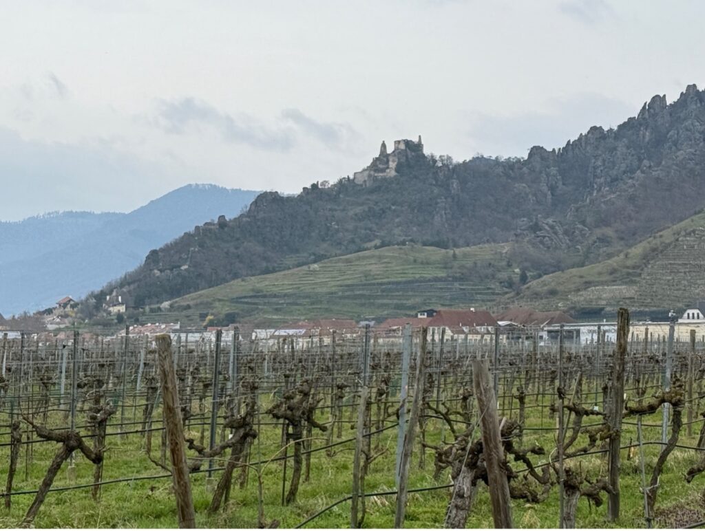 Tasting notes Grüner Veltliner