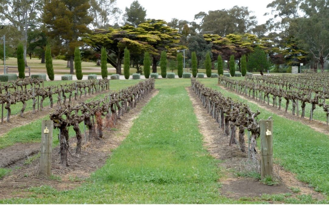 Young Wine